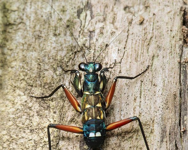 smGVA_MY_cv0968_g Nymph of the very rare Iridescent bark mantis (Metallyticus splendidus), Metallyticidae family, Danum Valley Conservation Area, Sabah, Borneo, Malaysia