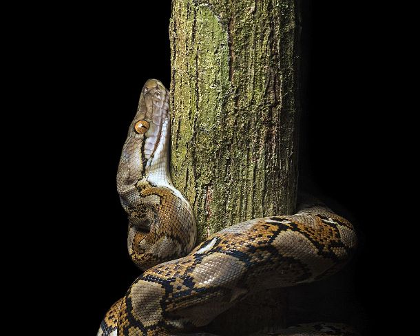 smGVA_MY_cv1141_g Reticulated python (Malayopython reticulatus), Danum Valley Conservation Area, Sabah, Borneo, Malaysia