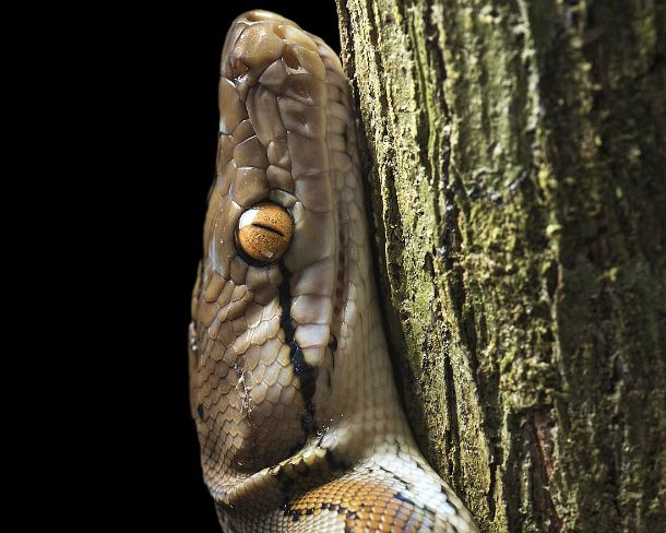 smGVA_MY_cv1156_g Reticulated python (Malayopython reticulatus), Danum Valley Conservation Area, Sabah, Borneo, Malaysia