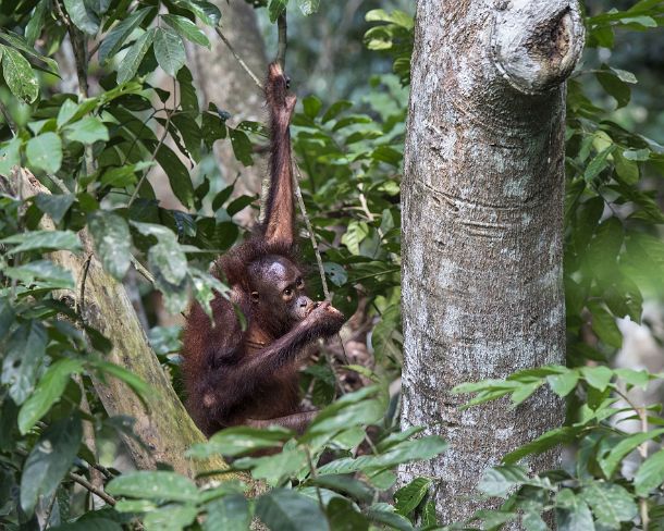 smGVA_MY_cv9700_g Juvenile Orang-Utan, Kabili-Sepilok Nature Reserve, Sabah, Borneo, Malaysia