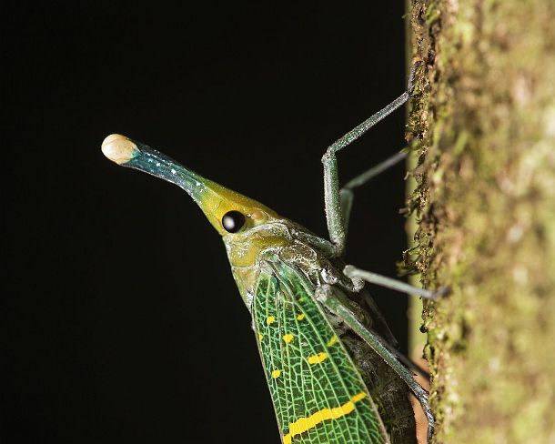 smlanternN1778 Lanternfly Pyrops transversolineatus (Fulgoridae), Danum Valley Conservation Area, Sabah, Borneo, Malaysia