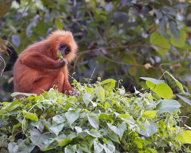 smredleafmonkeyN1786 Red leaf monkey (Presbytis rubicunda), endemic to Borneo Island, Danum Valley Conservation Area, Sabah, Borneo, Malaysia