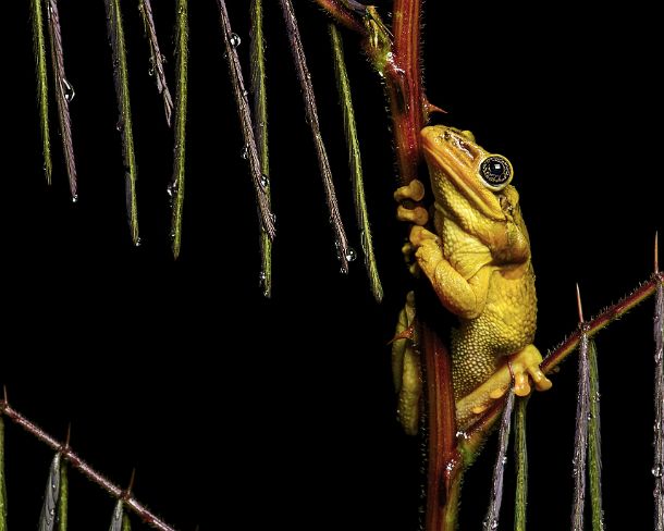 sm1gva_EC_cy1232_g Male of neotropical Jordan's casque-headed tree frog (Trachycephalus jordani), Treefrog family (Hylidae), Jorupe Biological Reserve, tropical dry forest,...