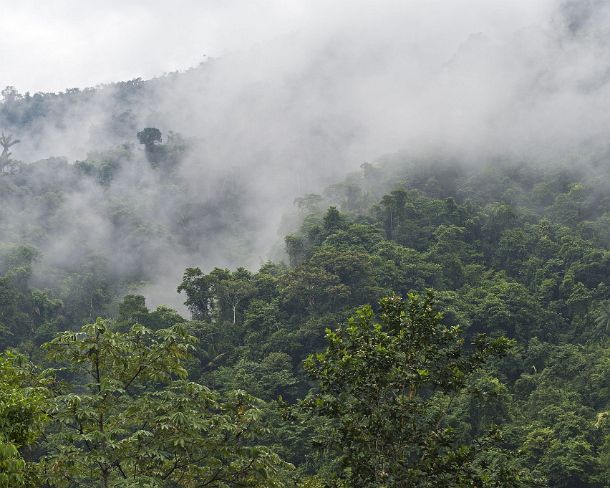 sm1gva_EC_cy2640_g Tropical rainforest, Copalinga, Zamora province, Ecuador