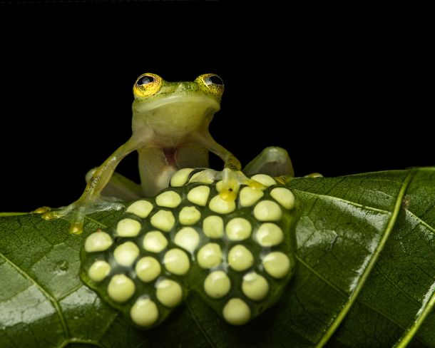 sm1gva_EC_cy3697_g Male glassfrog (Hyalinobatrachium aureoguttatum) guarding a clutch of eggs, Glassfrog family (Centrolenidae), Choco rainforest, Canande River Reserve, Choco...