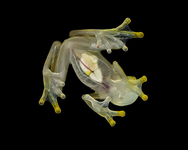 sm1gva_EC_cy3722_g Transparent belly underside of male glassfrog (Hyalinobatrachium aureoguttatum), Glassfrog family (Centrolenidae), clearly visible are internal organs like the...