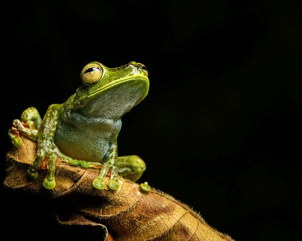 sm1gva_EC_cy4045_g Palm Treefrog (Hypsiboas pellucens), Treefrog family, Choco rainforest, Canande River Reserve, Choco forest, Ecuador