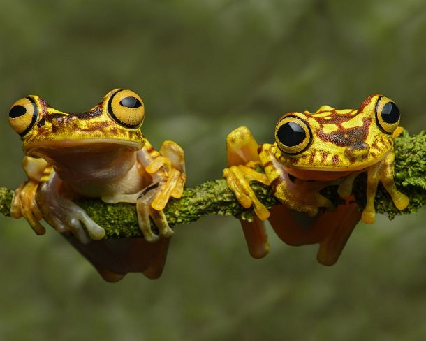 sm1gva_EC_cz2093_g_bg Imbabura Treefrogs (Hypsiboas pictuator), ChocÃ³ rainforest, Ecuador