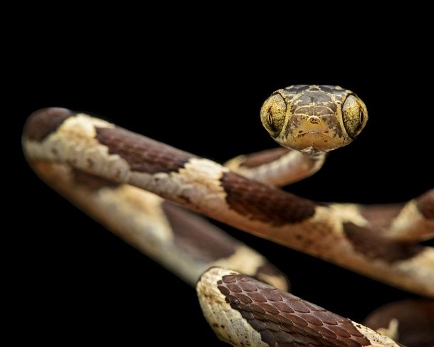 smn106N Common Blunthead (Imantodes cenchoa), (Colubridae family), Amazon rainforest, Yasuni National Park, Ecuador Common yellow-head snake