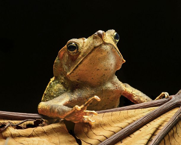smn115N Neotropical toad species (Rhinella dapsilis), True toads family (Bufonidae), Amazon rainforest, Yasuni National Park, Ecuador