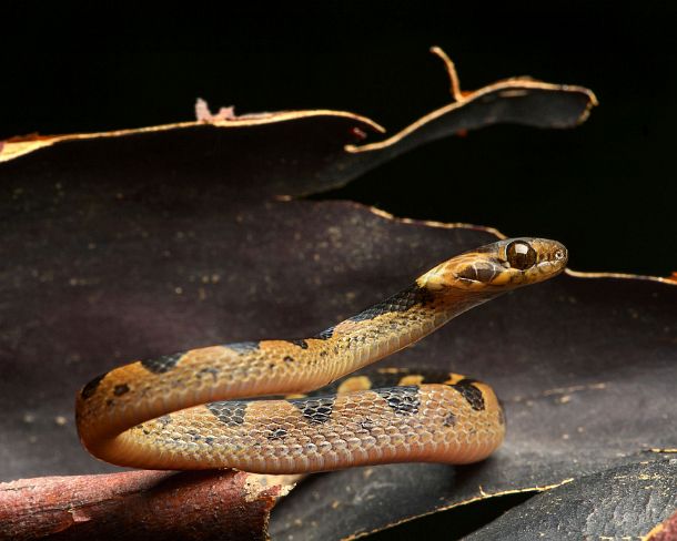 smn70N Amazon rainforest, Yasuni National Park, Ecuador Cat-eyed snake