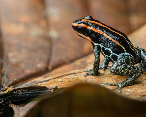 smn80N Neotropical Reticulated poison frog (Ranitomeya ventrimiculata), Poison dart frog family (Dendrobatidae), Amazon rainforest, Yasuni National Park, Ecuador