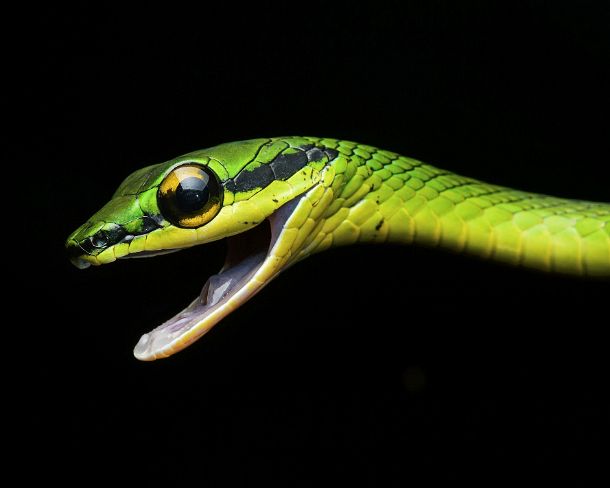 smn93N Parrot snake, ChocÃ³ rainforest, Ecuador