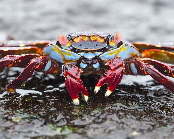smGalapagos13N Sally Light foot Crab, Marsh crabs family (Grapsidae), Isabela Island, Galapagos Islands, Ecuador