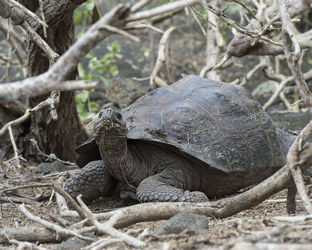smGalapagos25N GalÃ¡pagos giant tortoise (Chelonoidis nigra ssp), in situ, Isabela Island, Galapagos Islands, Ecuador