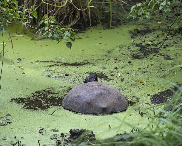 smGalapagos26N GalÃ¡pagos giant tortoise (Chelonoidis nigra ssp),chilling in a pond, Isabela Island, Galapagos Islands, Ecuador