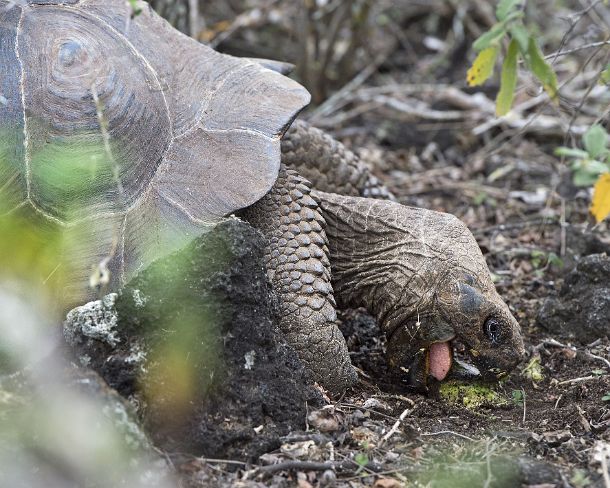 smGalapagos28N GalÃ¡pagos giant tortoise (Chelonoidis nigra ssp), feeding, in situ, Isabela Island, Galapagos Islands, Ecuador