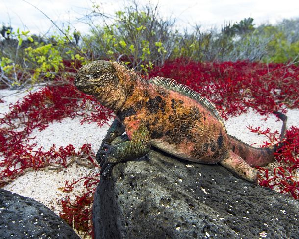 smGalapagos69N Brightly-colored marine iguana Amblyrhynchus cristatus venustissimus, an endemic species on Floreana Island, Galapagos Islands, Ecuador