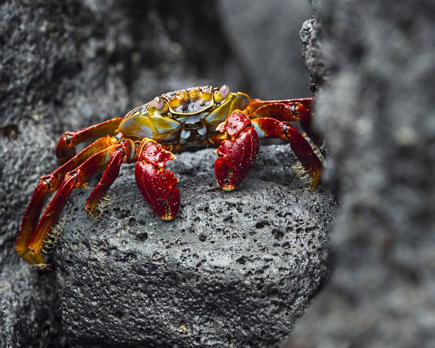 smGalapagos6N Sally Light foot Crab, Marsh crabs family (Grapsidae), Isabela Island, Galapagos Islands, Ecuador
