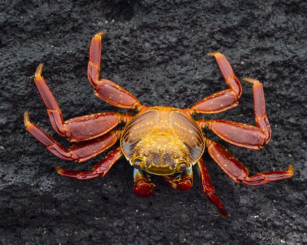 smGalapagos7N Sally Light foot Crab, Marsh crabs family (Grapsidae), Isabela Island, Galapagos Islands, Ecuador