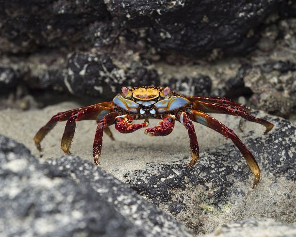 smGalapagos8N Sally Light foot Crab, Marsh crabs family (Grapsidae), Isabela Island, Galapagos Islands, Ecuador