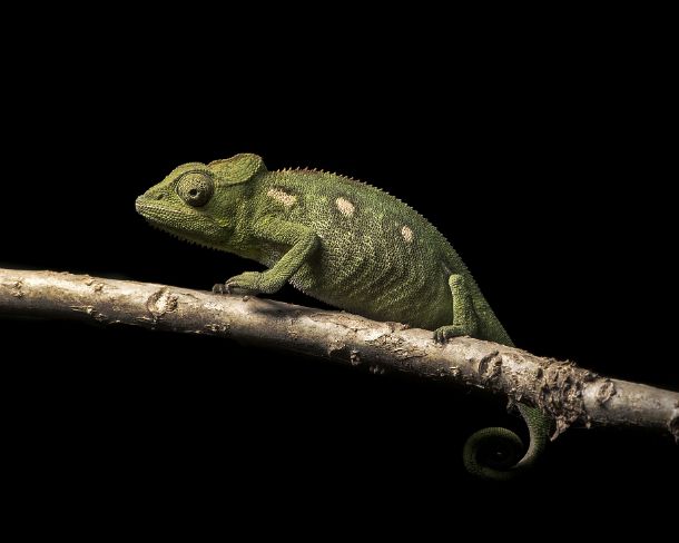 sm_mdN378 Chameleon Furcifer oustaleti, (Chameleonidae), Antananarivo, Madagascar