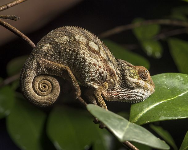 sm_mdN379 Juvenile Panter chameleon (Calumma parsonii), (Chameleonidae), endemic to Madagascar, Ankanin Ny Nofy, Madagascar