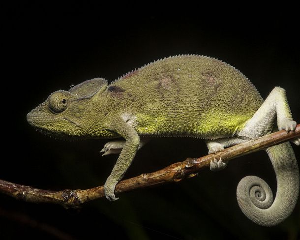 sm_mdN381 Juvenile Panter chameleon (Calumma parsonii), (Chameleonidae), endemic to Madagascar, Ankanin Ny Nofy, Madagascar
