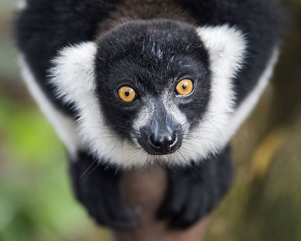 sm_mdN382 Black-and-white ruffed lemur (Lemur varecia variegata), Lemuridae family, endemic to Madagascar, Ankanin Ny Nofy, Madagascar