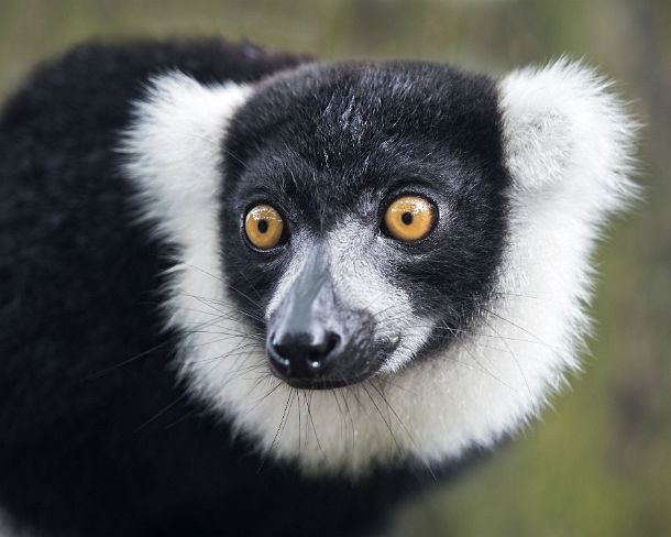 sm_mdN383 Black-and-white ruffed lemur (Lemur varecia variegata), Lemuridae family, endemic to Madagascar, Ankanin Ny Nofy, Madagascar