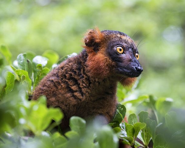 sm_mdN384 Black lemur (Eulemur macaco), Lemuridae family, endemic to Madagascar, Ankanin Ny Nofy, Madagascar