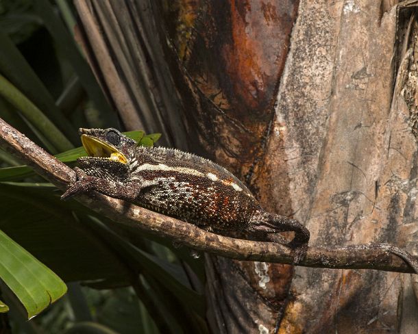 sm_mdN385 Panter chameleon (Calumma parsonii), (Chameleonidae), endemic to Madagascar, Ankanin Ny Nofy, Madagascar