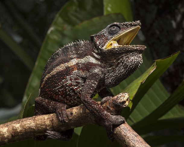 sm_mdN386 Panter chameleon (Calumma parsonii), (Chameleonidae), endemic to Madagascar, Ankanin Ny Nofy, Madagascar
