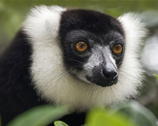 sm_mdN387 Black-and-white ruffed lemur (Lemur varecia variegata), Lemuridae family, endemic to Madagascar, Ankanin Ny Nofy, Madagascar