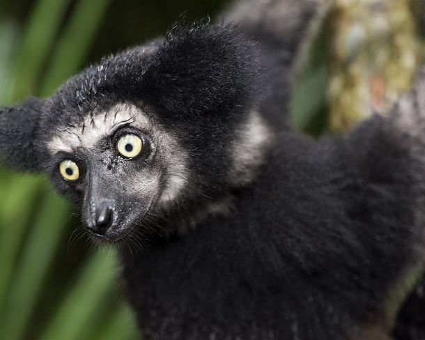 sm_mdN388 Indri indri (Indriidae family), endemic to Madagascar, color morph Ankanin Ny Nofy, Madagascar