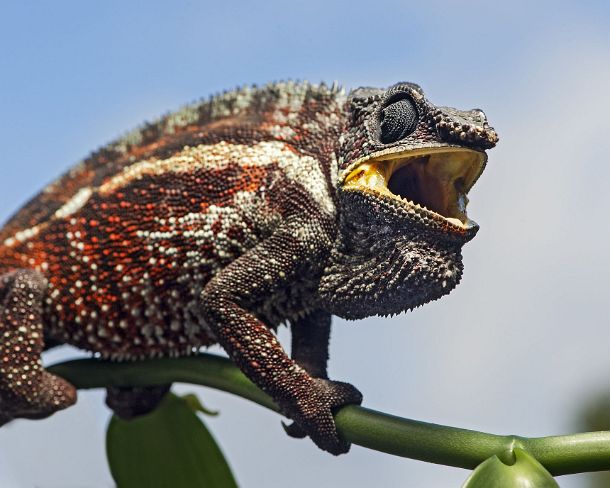 sm_mdN390 Panter chameleon (Calumma parsonii), (Chameleonidae), endemic to Madagascar, Ankanin Ny Nofy, Madagascar