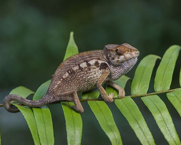 sm_mdN391 Panter chameleon (Calumma parsonii), (Chameleonidae), endemic to Madagascar, Ankanin Ny Nofy, Madagascar