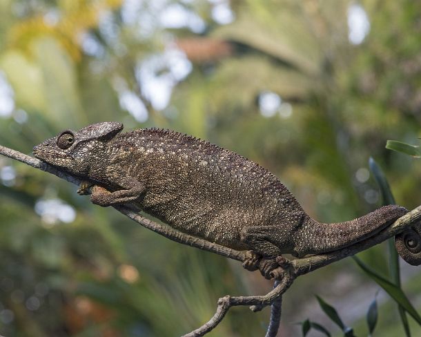 sm_mdN392 Panter chameleon (Calumma parsonii), (Chameleonidae), endemic to Madagascar, Ankanin Ny Nofy, Madagascar