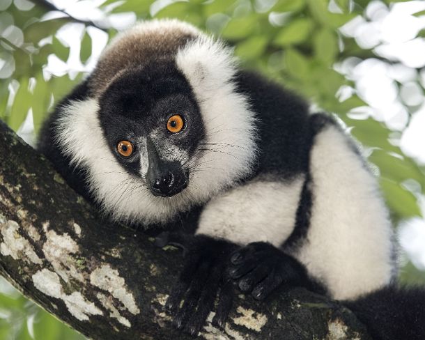 sm_mdN393 Black-and-white ruffed lemur (Lemur varecia variegata), Lemuridae family, endemic to Madagascar, Ankanin Ny Nofy, Madagascar