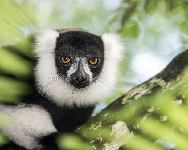 sm_mdN394 Black-and-white ruffed lemur (Lemur varecia variegata), Lemuridae family, endemic to Madagascar, Ankanin Ny Nofy, Madagascar