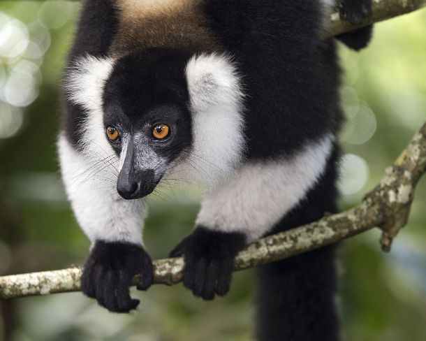 sm_mdN395 Black-and-white ruffed lemur (Lemur varecia variegata), Lemuridae family, endemic to Madagascar, Ankanin Ny Nofy, Madagascar