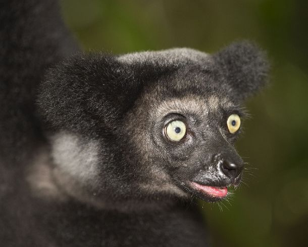 sm_mdN396 Indri indri (Indriidae family), endemic to Madagascar, color morph Ankanin Ny Nofy, Madagascar