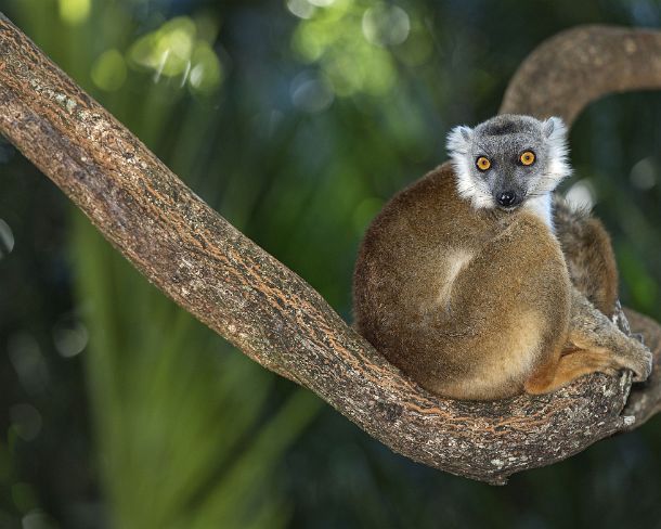 sm_mdN398 Eulemur hybrid (Lemuridae family), endemic to Madagascar, Ankanin Ny Nofy, Madagascar