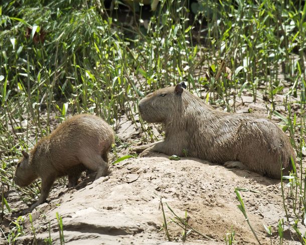 sm_EC1N1045 Capybara mother with her offspring, Capybara (Hydrochoerus hydrochaeris) is the largest rodent in the world, cavy family (Caviidae), Tambopata National Reserve,...