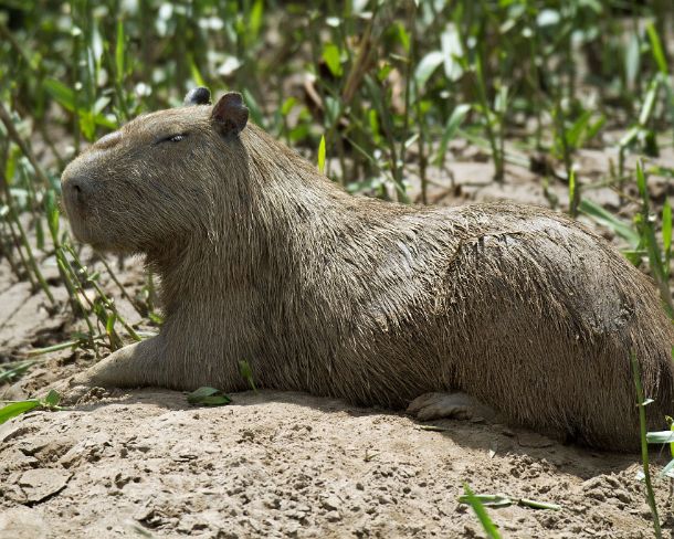 sm_EC1N1046 Capybara (Hydrochoerus hydrochaeris) which is the largest rodent in the world, cavy family (Caviidae), Tambopata National Reserve, Madre de Dios region, Peru
