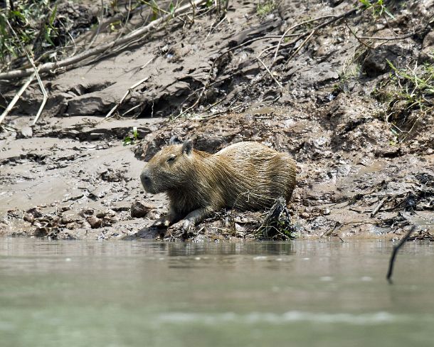 sm_EC1N1047 Capybara juvenile (Hydrochoerus hydrochaeris), Capybara is the largest rodent in the world, cavy family (Caviidae), Tambopata National Reserve, Madre de Dios...