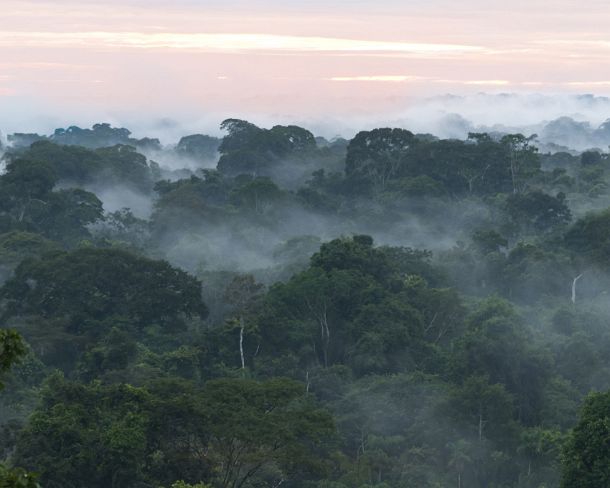 sm_peN792 Early morning mist over the forest canopy, Tambopata National Reserve, Madre de Dios region, Peru