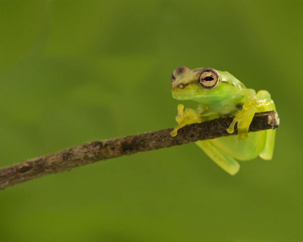 sm_peN820 Juvenile of Orinoco lime tree frog (Sphaenorhynchus lacteus), Tree frogs family (Hylidae), Tambopata Nature Reserve, Madre de Dios region, Peru