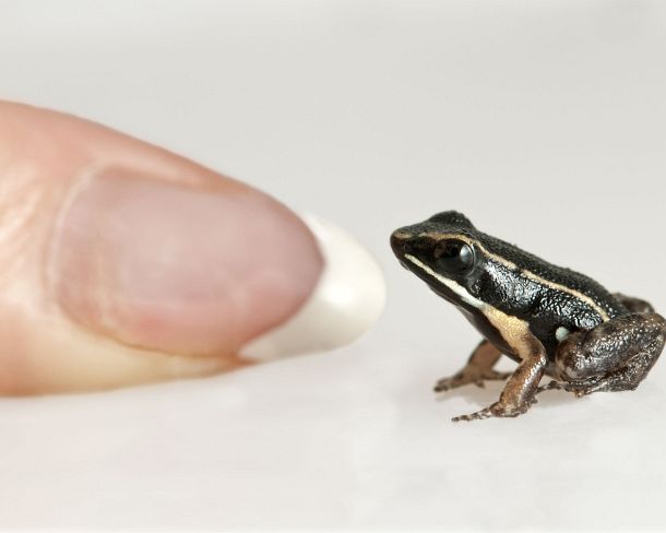 sm_peN822 Juvenile of Allobates femoralis compared to the size of a fingertip, Poison dart frog (Aromobatidae), Tambopata Nature Reserve, Madre de Dios region, Peru