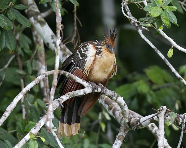sm_peN832 Hoatzin (Opisthocomus hoazin), Opisthocomidae, Tambopata National Reserve, Madre de Dios region, Peru